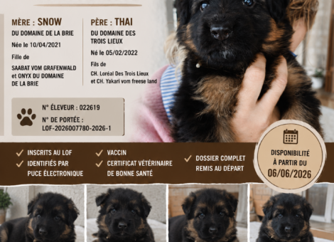 affiche-chiot-1