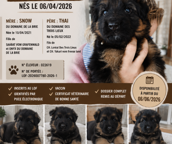 affiche-chiot-1