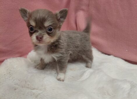 chiot1