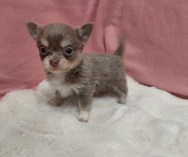chiot1