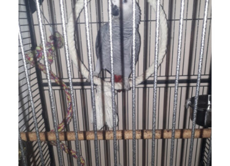 perroquet-gris-du-gabon-psittacus-erithacus-eam-1-an-pa1-jeune-male-ou-femelle-1