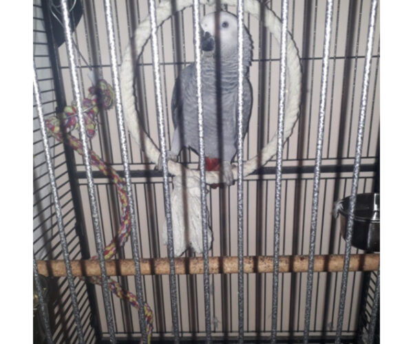 perroquet-gris-du-gabon-psittacus-erithacus-eam-1-an-pa1-jeune-male-ou-femelle-1