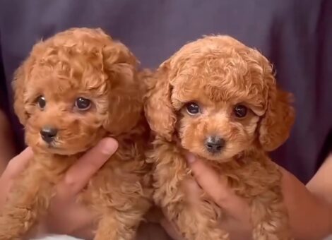 toy-poodle