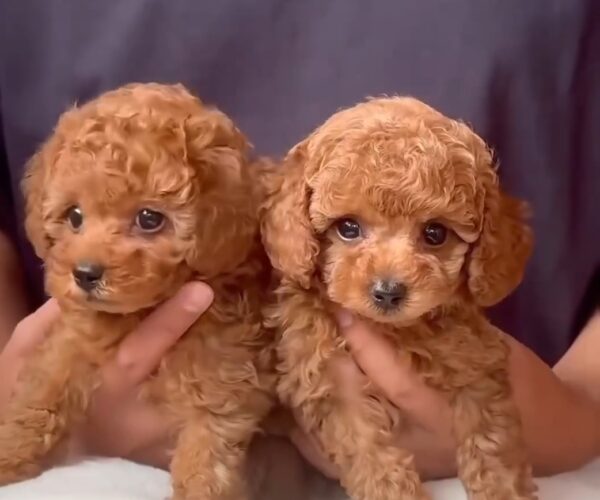 toy-poodle