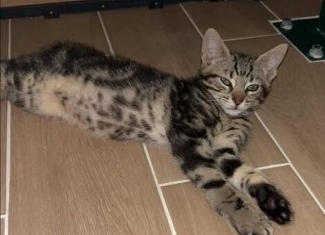 MILO