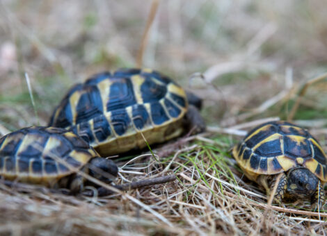 tortue-hh-1