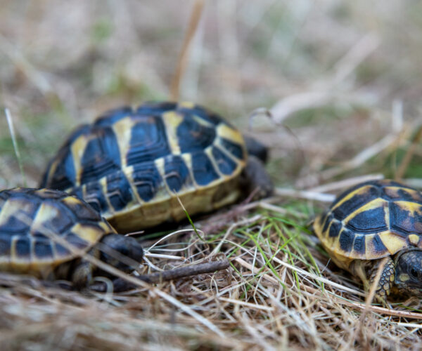 tortue-hh-1