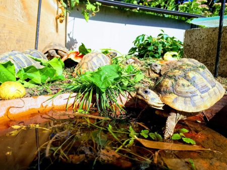 tortues-hermann-testudo-hermanni-reptile-savoie-74000