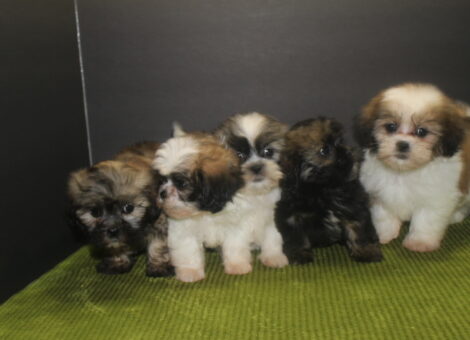 1-SHIH2-1