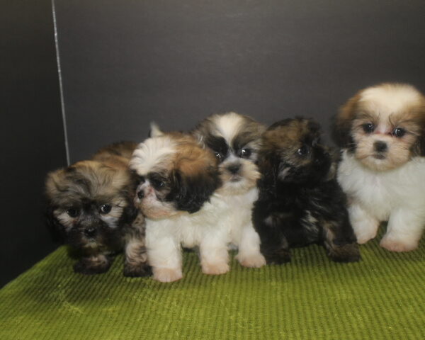 1-SHIH2-1