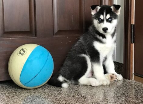 Husky