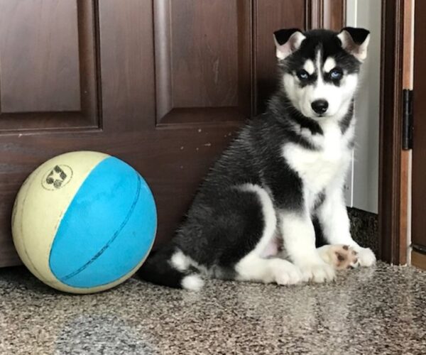 Husky