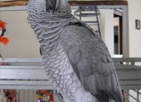 My-wonderful-parrot-Moosie_