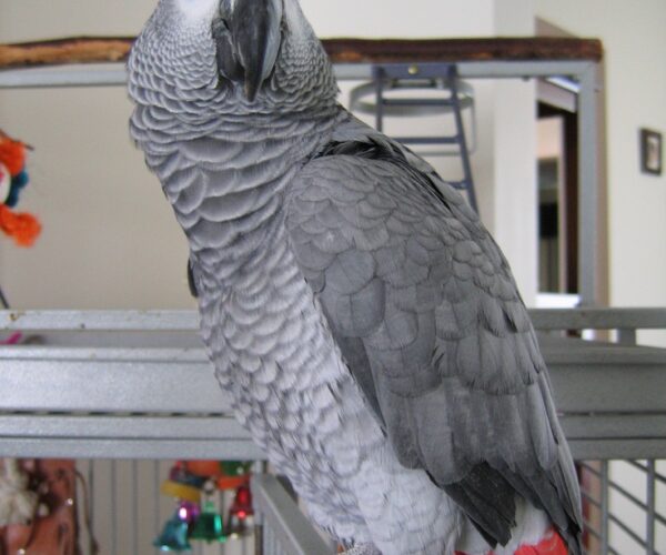 My-wonderful-parrot-Moosie_