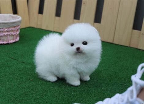 mini-pom5