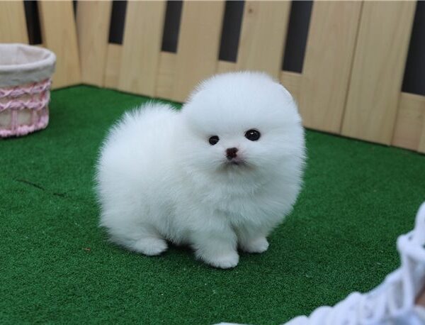 mini-pom5
