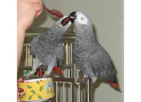 photo1-couple-de-perroquet-gris-du-gabon-1-8xax3xfw2380380