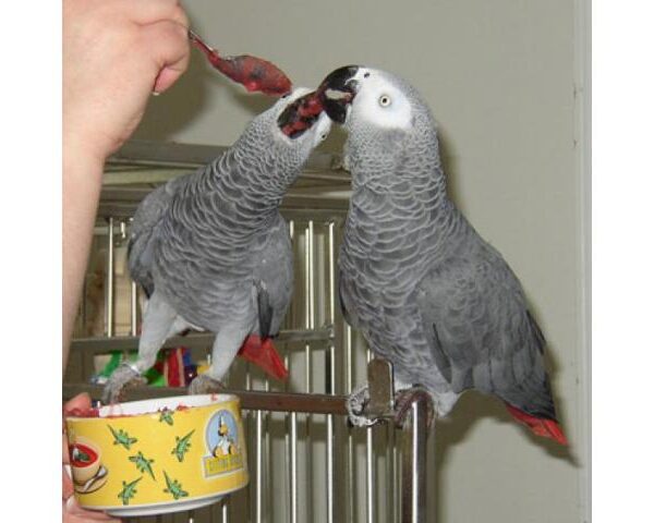 photo1-couple-de-perroquet-gris-du-gabon-1-8xax3xfw2380380
