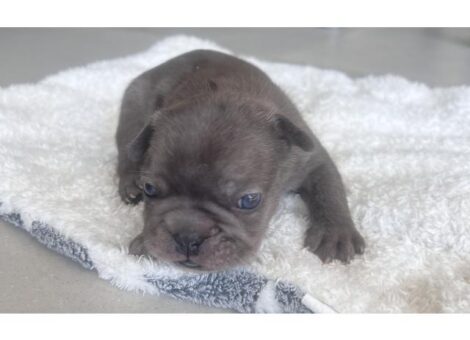photo1-magnifiques-bouledogue-francais-1-dxfx2xbw2385051