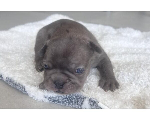 photo1-magnifiques-bouledogue-francais-1-dxfx2xbw2385051