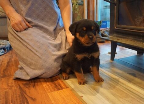 rottie-11