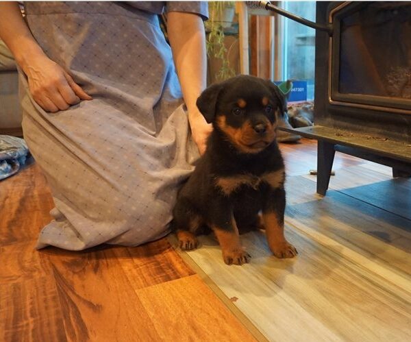 rottie-11