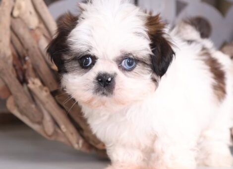 shih-tzu-puppy-picture-dd51dc44-5694-45cd-ba7d-5637ebe5f40a