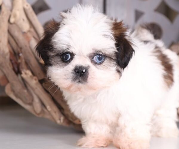 shih-tzu-puppy-picture-dd51dc44-5694-45cd-ba7d-5637ebe5f40a