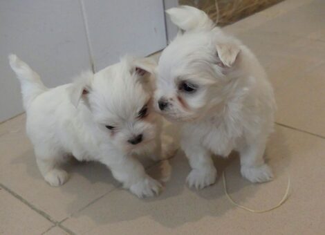 BICHON-MALTAIS-1-2