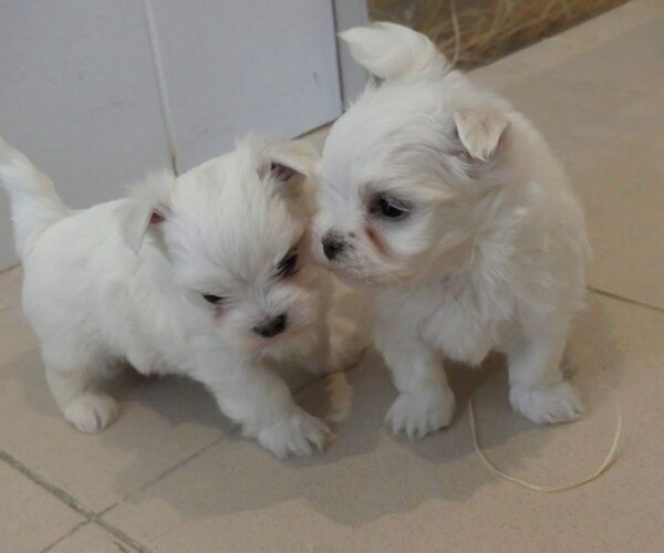 BICHON-MALTAIS-1-2