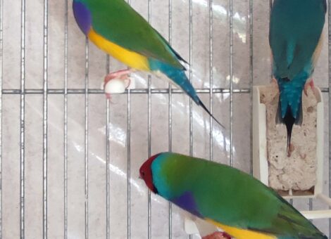 3-males