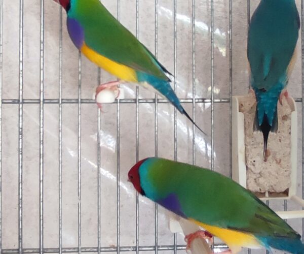 3-males